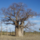 A boab tree with a carving on it.